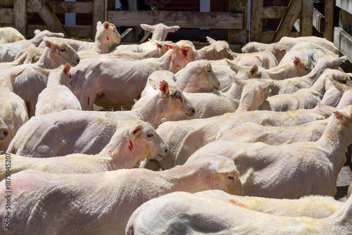 Flock of Romney sheep immediately after being shorn, some showing cuts and blood from the shearing. In Wellington Region, New Zealand.