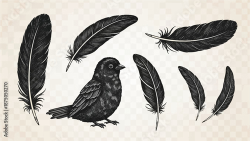 A vintage-style, hand-drawn illustration set of a small black bird and various black feathers