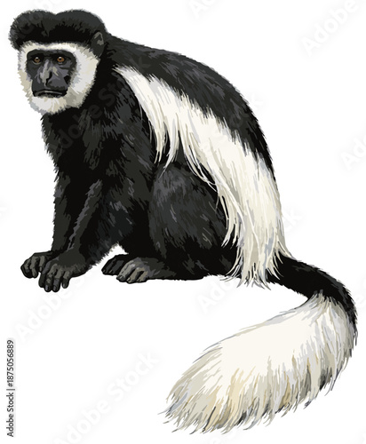 Tableau sur toile Colobus guereza illustration art