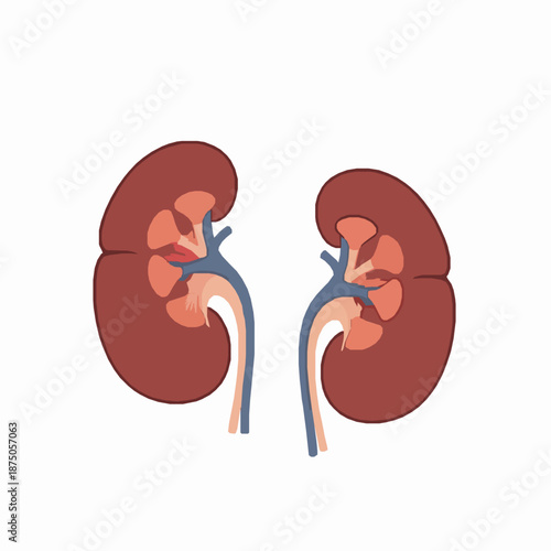 Human urinary system kidney anatomy with half cut internal view vector illustration