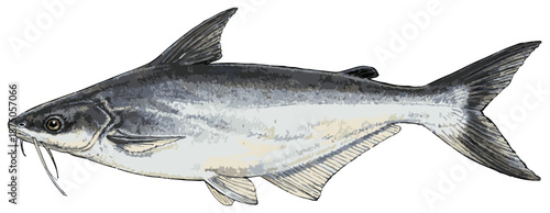 Pangasius hypophthalmus illustration art