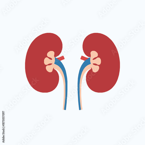 Minimal human kidneys whole and cutaway urinary system vector illustration