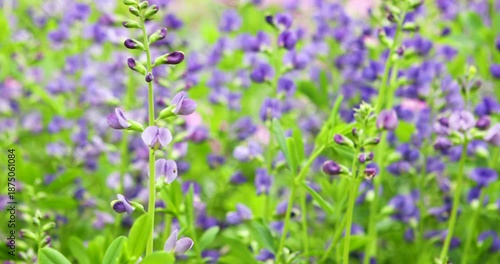 Beautiful Flowers Swaying Gracefully Outdoors