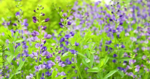 Beautiful Flowers Swaying Gracefully Outdoors