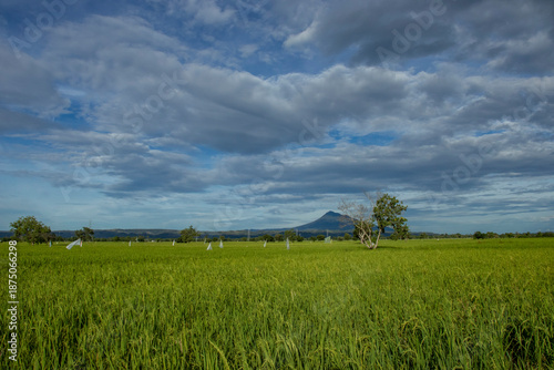Green Rice Field Landscape Under Cloudy Blue Sky