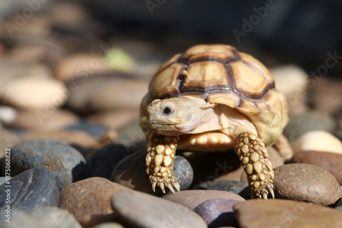 African Sulcata Tortoise Natural Habitat,Close up African spurred tortoise resting, cute animal