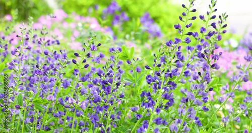 Beautiful Flowers Swaying Gracefully Outdoors