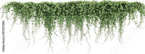 Lush Green Hanging Vines with Dense Foliage and Cascading Tendrils, Ideal for Architectural Rendering and Digital Landscaping Projects, Isolated on a White Background