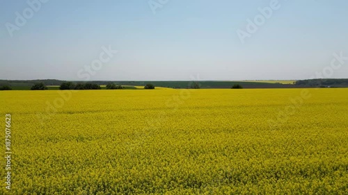 field of rapeseed
