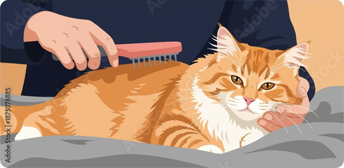 A person's hands gently groom and scratch an orange and white tabby cat lying on a grey surface