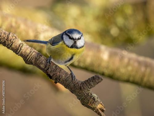 Close up of a blue tit on a branch