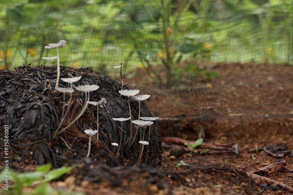 Fototapeta premium Small white wild mushrooms growing on decomposing palm oil fruit bunches. Natural fungi macro photography, organic agricultural waste, and tropical botany