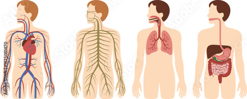 Human body systems anatomy illustration showing circulatory nervous respiratory and digestive systems, medical education vector infographic isolated on white background