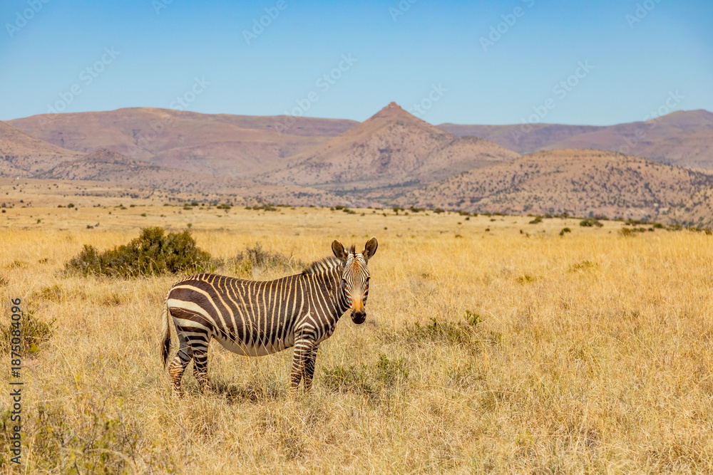 Fototapeta premium Mountain Zebra grazing in grassland in Game Reserve