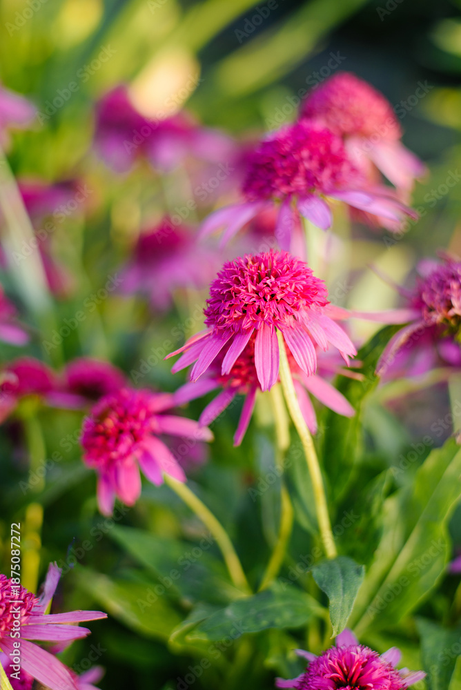 Obraz premium Bright Pink Razzmatazz Echinacea With Double Petals