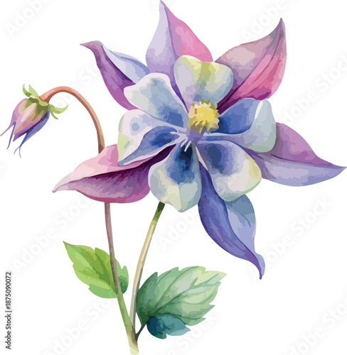 Wild Columbine Garden Flower Watercolor Vector Illustration
