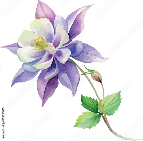 Spring Columbine Blossom Botanical Watercolor Vector Illustration