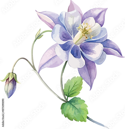 Wild Columbine Garden Flower Watercolor Vector Illustration