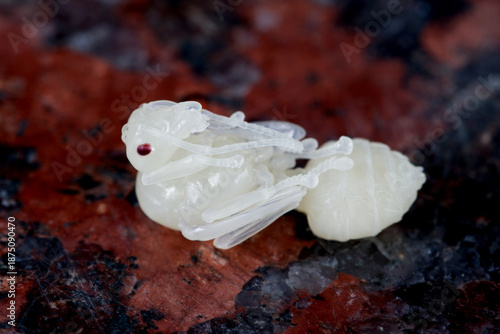 Macro shot of Fire ant larvae, the last stage of an ant’s development is the pupae.