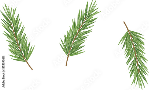 pine branch illustration, evergreen needle leaves, christmas tree foliage, forest botanical element, hand drawn conifer twig, winter nature design