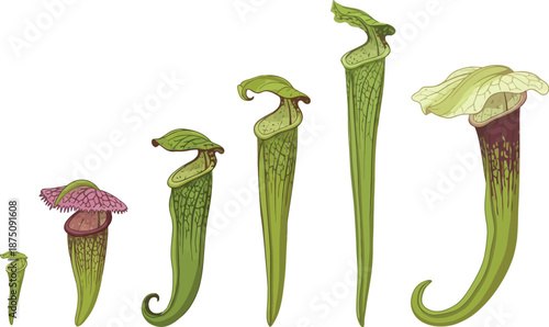 Detailed Botanical Illustration of Sarracenia Pitcher Plants in Various Stages of Growth, Showcasing Unique Carnivorous Flora