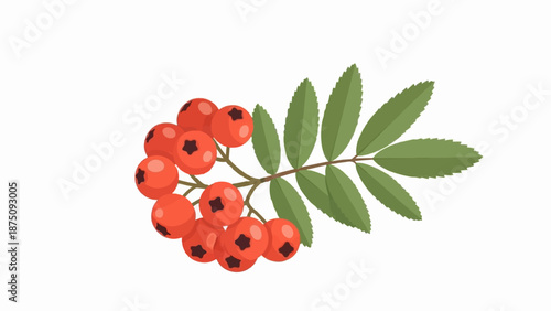 An illustration of a cluster of red berries on a green-leaved branch against a white background
