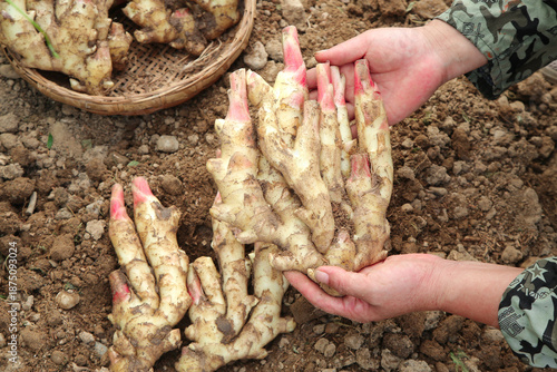 Fresh Tender Ginger Buds Harvested from Shandong Farm