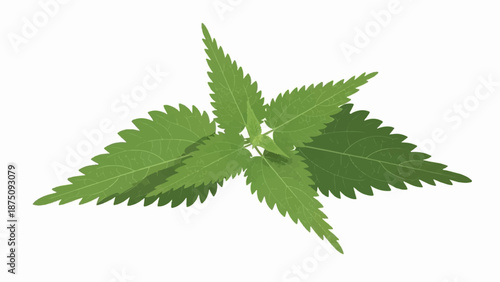 Close-up illustration of fresh green leaves with jagged edges, isolated on a clean white background