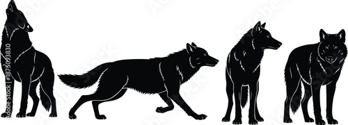 Wolf silhouette illustration set, wild animal poses collection, forest predator artwork, black vector wildlife design, isolated white background nature concept