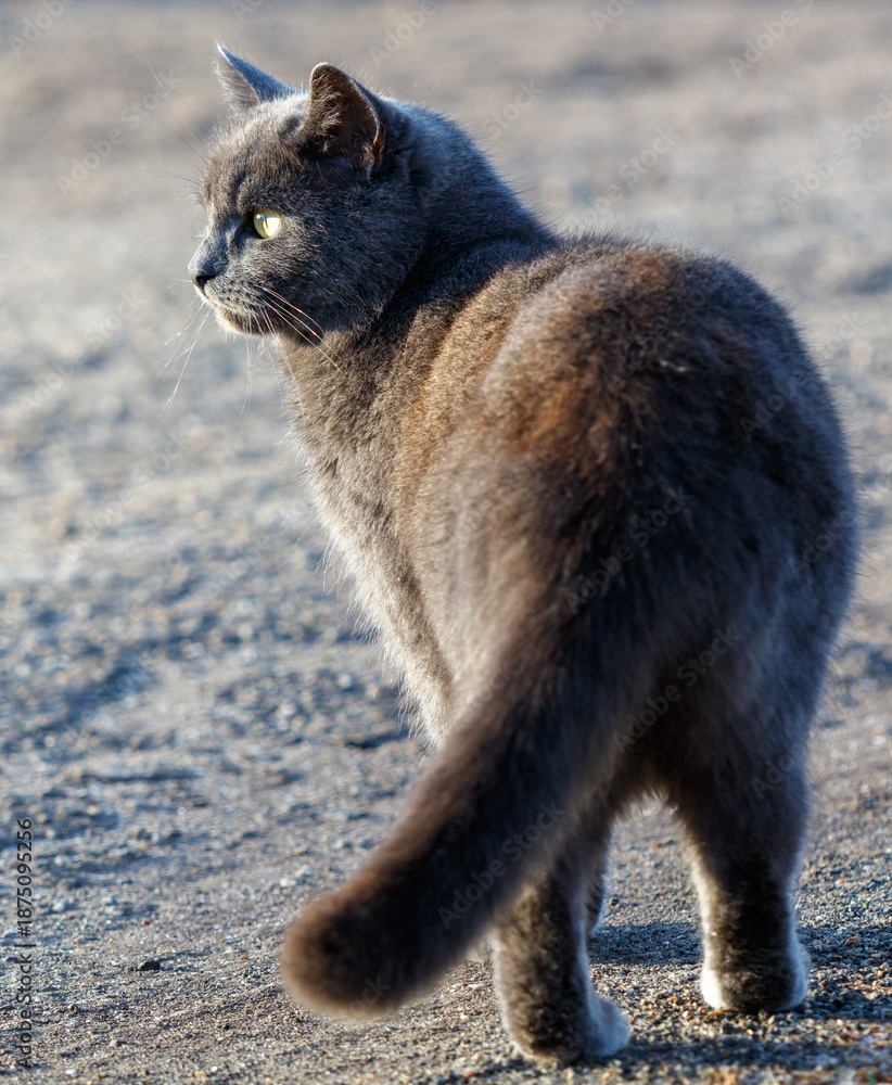 Obraz premium A gray cat with a black nose and green eyes