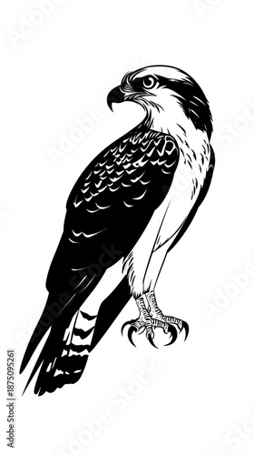 Detailed black and white vector illustration of perched osprey bird with sharp talons and intense gaze isolated on white background minimalist style