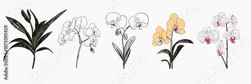 Hand Drawn Orchid Flower Collection Vector Illustration with Leaves and Varied Colorful Blooms in Flat Minimalist Style for Botanical Design