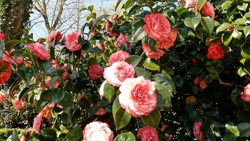 Beautiful pink camellia flowers in full bloom, captured up close in a garden. Pink camellia flowers blooming in a garden during spring  