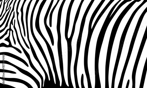 Close up of zebra stripes pattern texture.