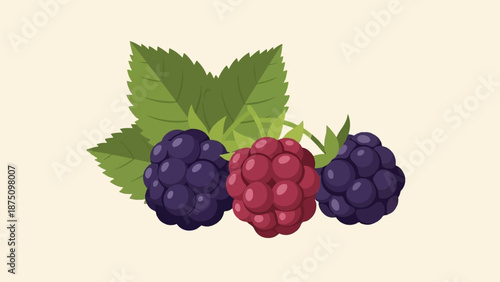 Illustration of two dark berries and one red berry nestled among green leaves on a light background