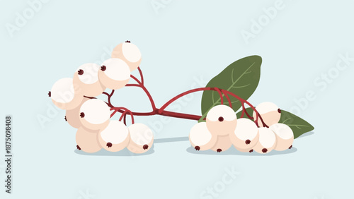 Illustration of white berries on a reddish branch with green leaves against a light blue background