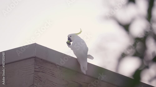 Sulphur Crested Cockatoo Perched On A Gutter Eating An Apple at Sunset