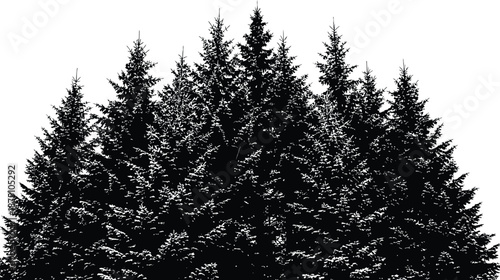 Black and white illustration of a dense cluster of evergreen trees isolated on transparent background