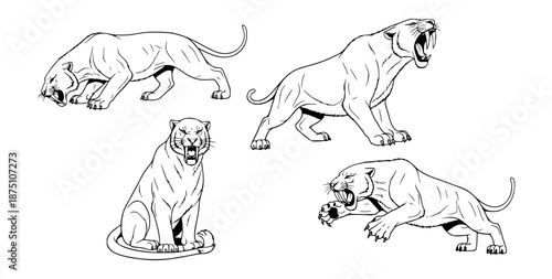 Dynamic line art illustrations showcasing various poses of powerful wild felines, capturing their majestic and fierce nature in detailed black and white sketches