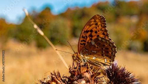 Brown Butterfly on Dry Plant Closeup.
