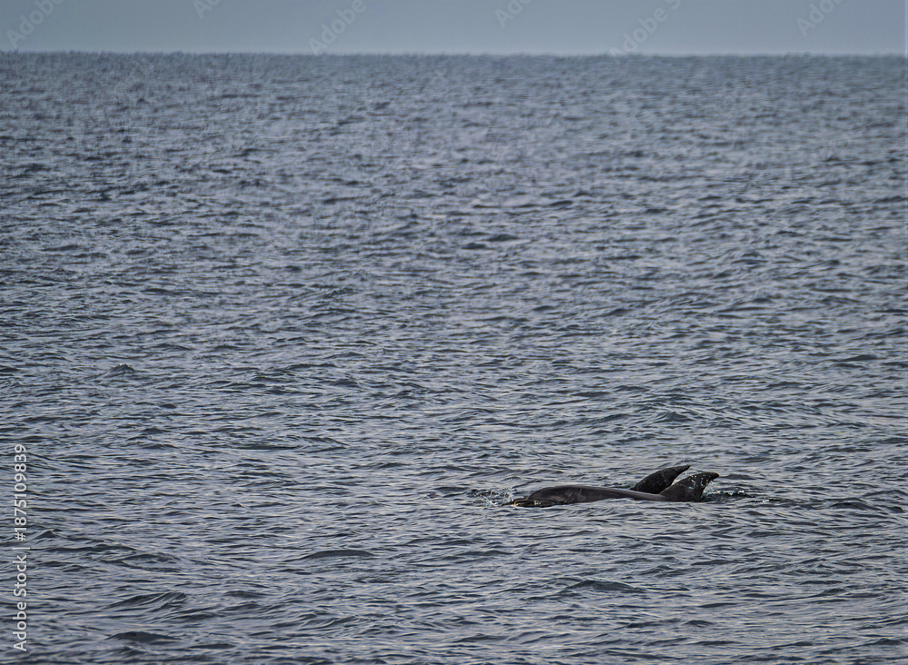 Fototapeta premium Pair Of Bottlenose Dolphins Broaching Calm Sea
