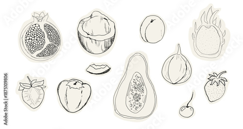 Fruit doodle sketch hand drawn set tropical and garden fruits and berries. Decorative vector elements for poster, placard, greeting card, menu or wedding invitation