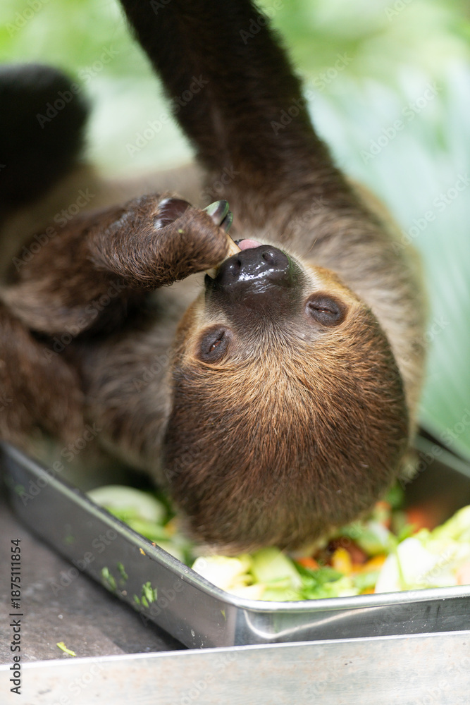 Naklejka premium Close up of sloth eating fresh vegetables and fruits, upside-down position. Sloth during feeding time. Natural animal behaviour, feeding moment with visible claws and snout.