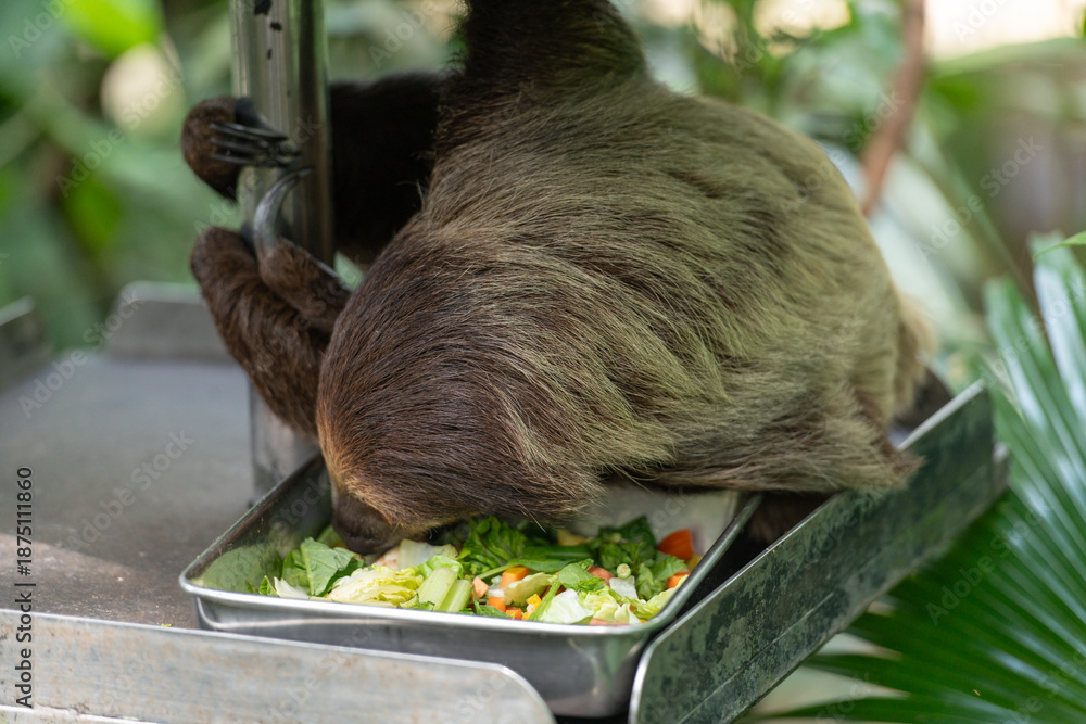 Fototapeta premium Sloth eating vegetables from a metal tray, rear view. Slow mammal feeding upside down. Clear view of fur, claws, and body posture while eating vegetables. Animal behavior with metal food container.