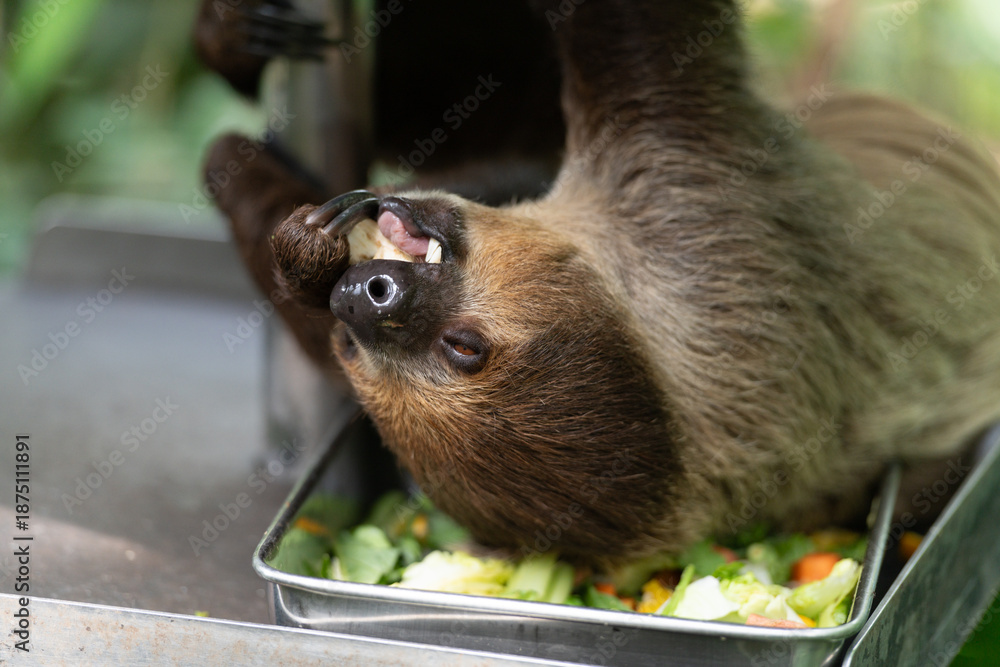 Fototapeta premium Sloth feeding in enclosure, hanging upside down while eating leaves and fruits from metal tray. Detailed view of animal mouth, nose, and fur texture with soft background.