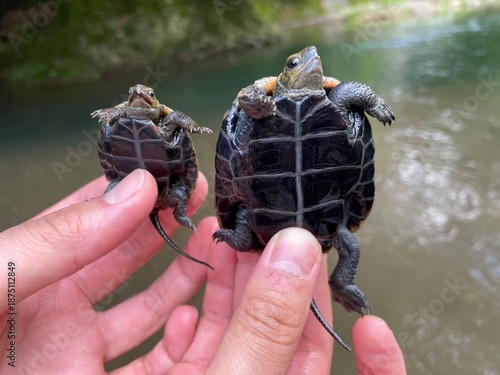 Japanese pond turtle,ニホンイシガメ, Mauremys japonica