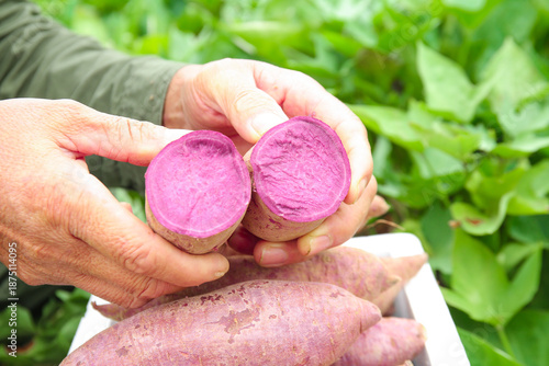 Fresh Purple Yam Halves in Hands, Healthy Garden Harvest