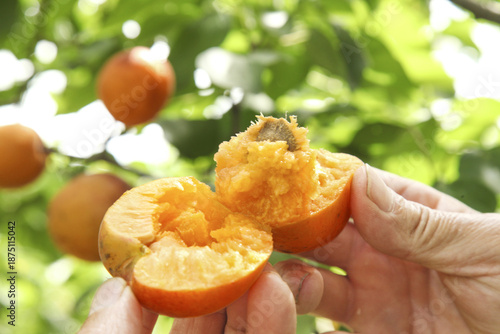 Photos Fresh Apricots from Yantai Shandong Province Orchard