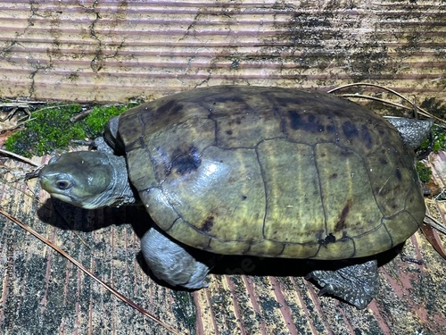 ヤエヤマイシガメ, Mauremys mutica kami