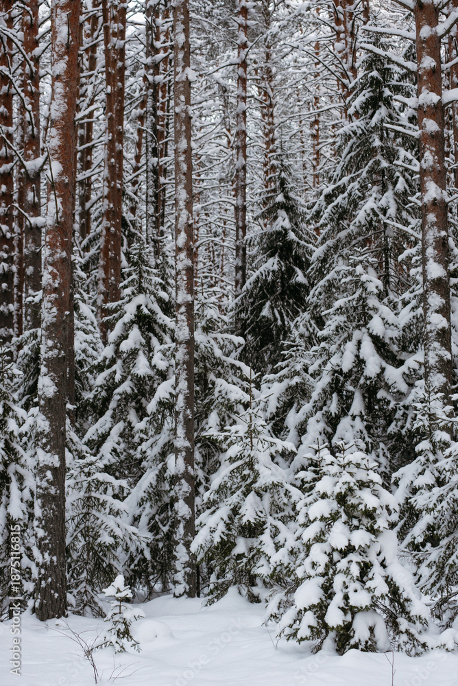 Fototapeta premium Wintery snow-covered forest